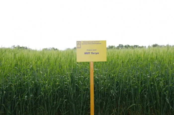 Продаж ячменю ярого- фото № 10