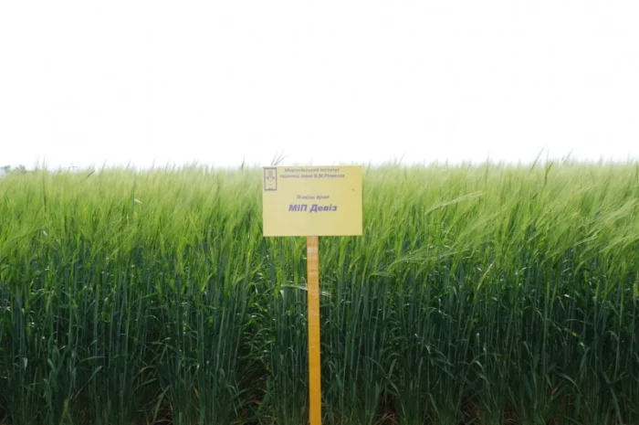 Продаж ячменю ярого- фото № 11