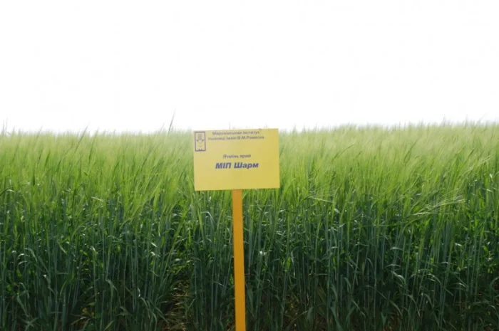 Продаж ячменю ярого- фото № 12