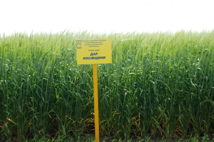 Продаж ячменю ярого- фото № 14