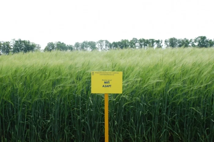 Продаж ячменю ярого- фото № 3