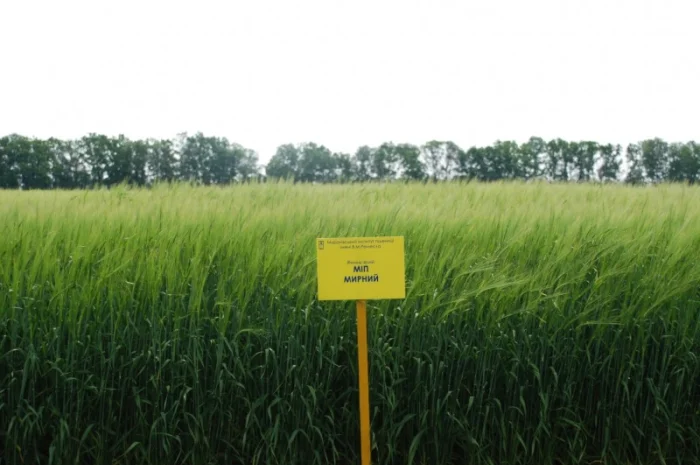 Продаж ячменю ярого- фото № 4