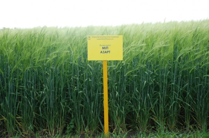 Продаж ячменю ярого- фото № 5