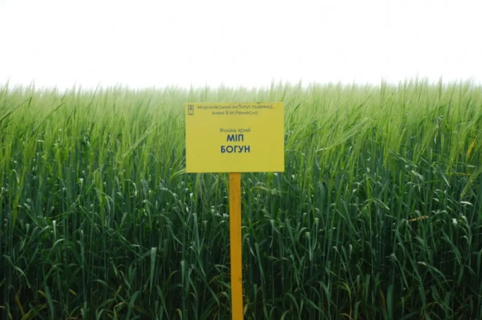 Продаж ячменю ярого- фото № 6