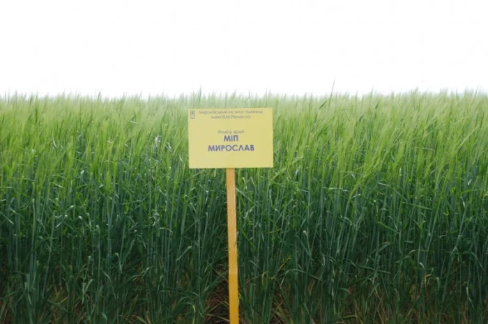 Продаж ячменю ярого- фото № 7