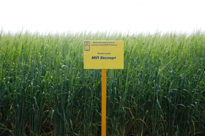 Продаж ячменю ярого- фото № 8