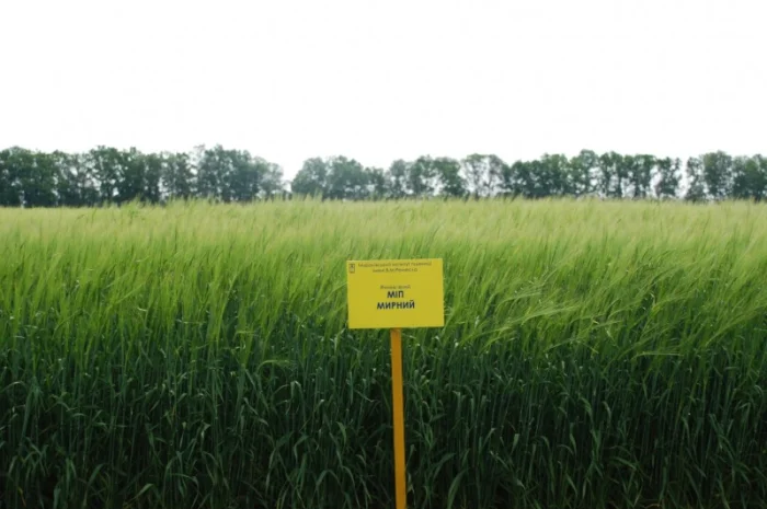 Ячмінь МІП Мирний на продаж- фото № 1