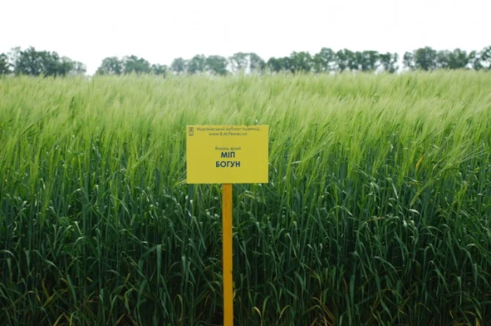 Продаж ячменю ярого МІП Богун- фото № 1