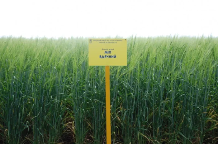 Ячмень Вдячний ячмінь ярий на продаж- фото № 1