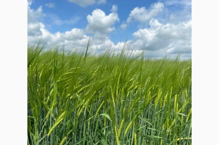 Продажа насіння ярового ячменю КВС Кріссі- фото № 1