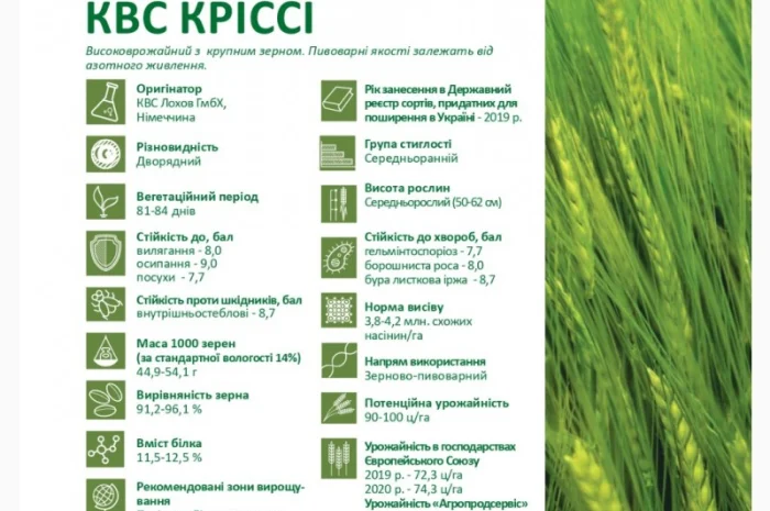Продажа семян ячменя КВС Кріссі (СН-1) для пивоварения- фото № 2