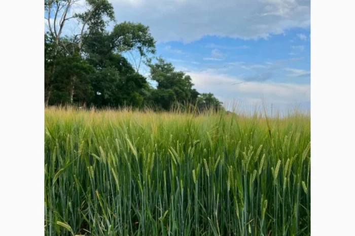 Насіння ячменю Спітфаєр (СН-1) для пивоваріння- фото № 1