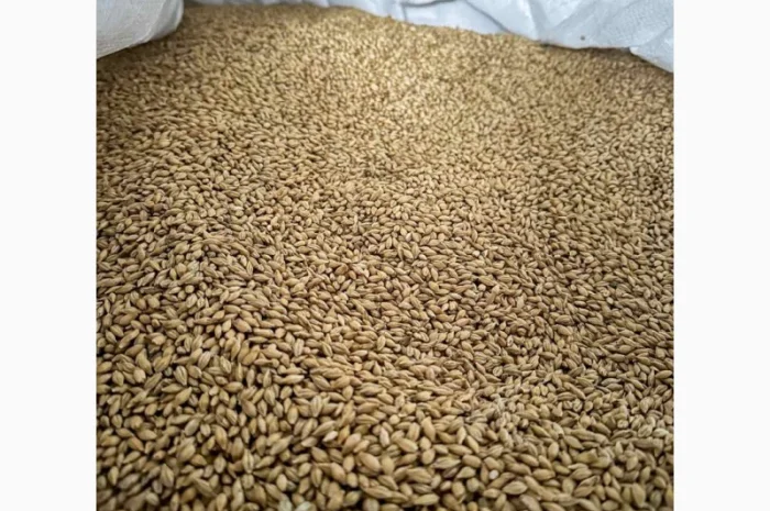 Насіння ячменю Спітфаєр (СН-1) для пивоваріння- фото № 2