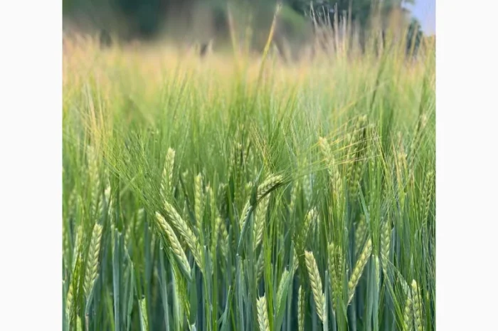 Продаж насіння ярого ячменю Сєбастьян- фото № 1