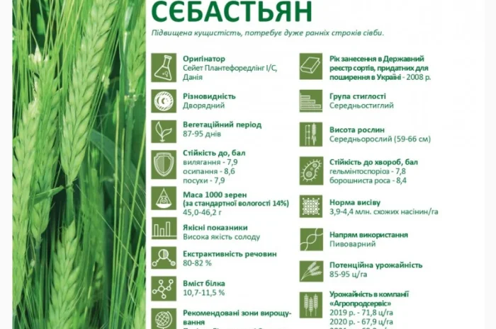 Продаж насіння ярого ячменю Сєбастьян- фото № 2