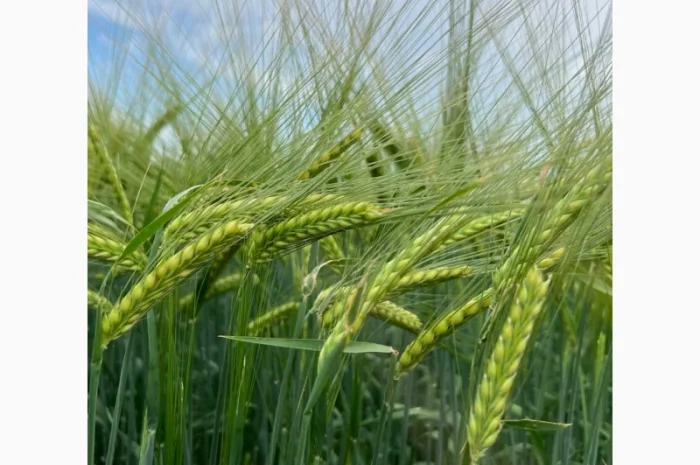 Пропонуємо насіння ячменю ярого Акордіне (СН-1) для пивоваріння- фото № 1