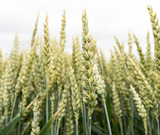 Продаж насіння ячменю озимого Міднайт- фото № 1