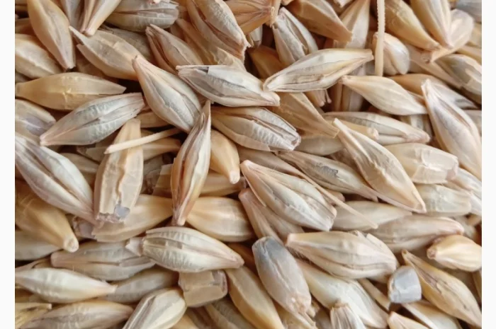 Продаж озимого ячменю Луран- фото № 1