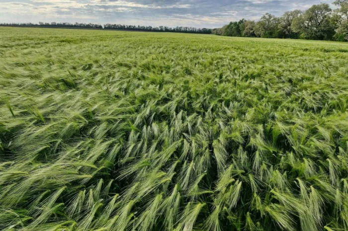 Продаж озимого ячменю Луран- фото № 2