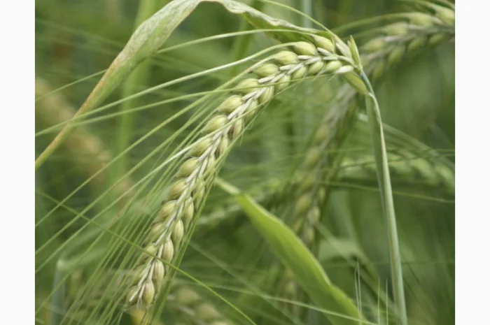 Продажа озимого ячменю Дунай КВС- фото № 1