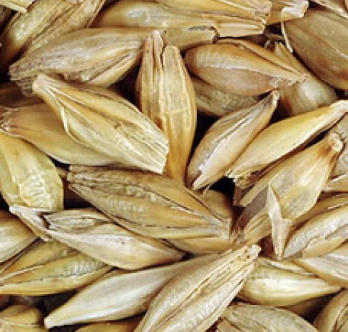 Продаж ячменю ярий сорт Адапт від виробника- фото № 1