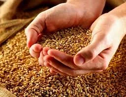 Продаж насіння ячменю "Командор"- фото № 1