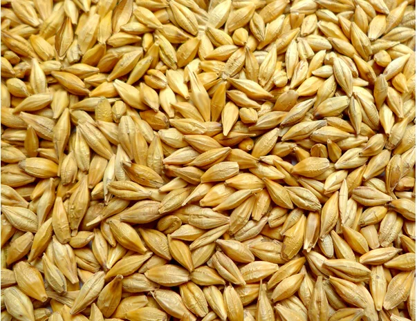 Якісний ячмінь на продаж- фото № 1