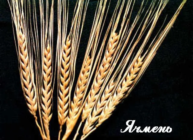 Куплю ячмінь відходи з самовивозом- фото № 1