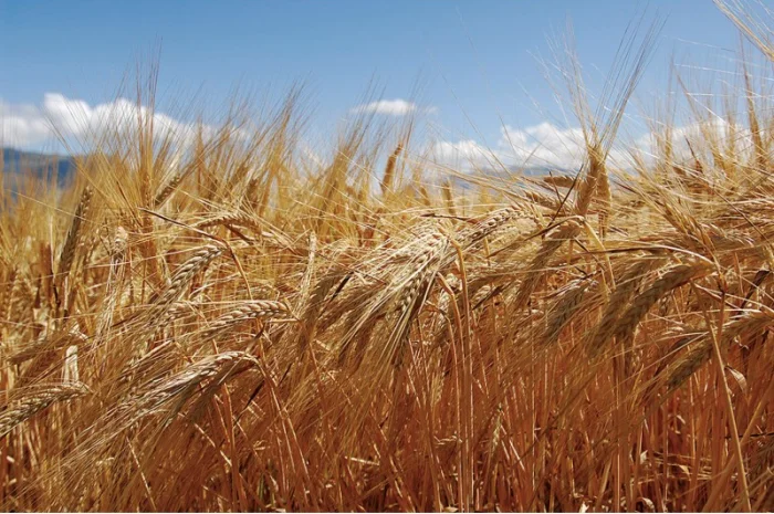 Придбання ячменю за високою ціною- фото № 1