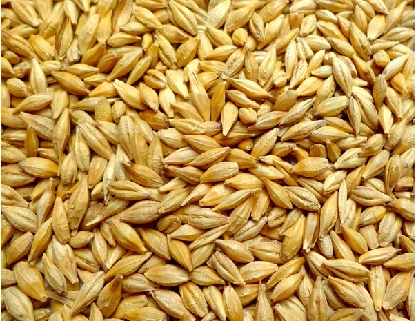 Придбання ячменю за високою ціною- фото № 2