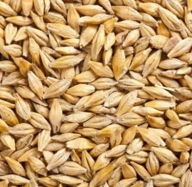 Продаж Насіння Озимого Ячменю Валькірія- фото № 1