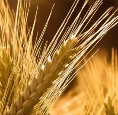 Продаж насіння озимого ячменю Луран- фото № 1