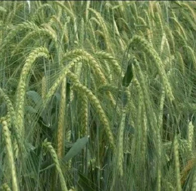Продажа Насіння Озимого Ячменю Снігова Королева- фото № 1