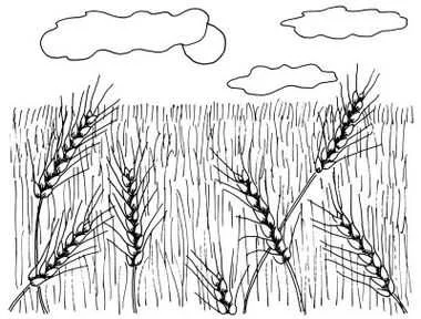 Закупівля ЯЧМЕНЮ з самовивозом- фото № 1