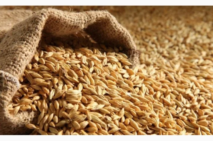 Покупка ячменю в Кобеляках- фото № 1