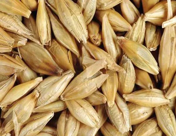 Закупляемо ячмень и отходи на самовивоз- фото № 1