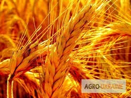 Закупівля ячменю на самовивіз- фото № 1