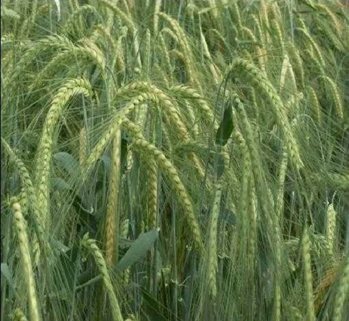 Продаю насіння озимого ячменю Майбріт- фото № 1