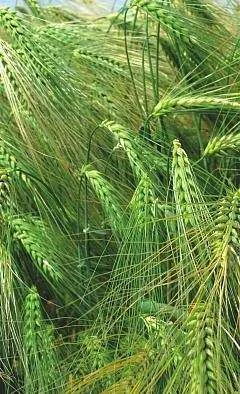 Продаж насіння озимого ячменя Луран- фото № 1