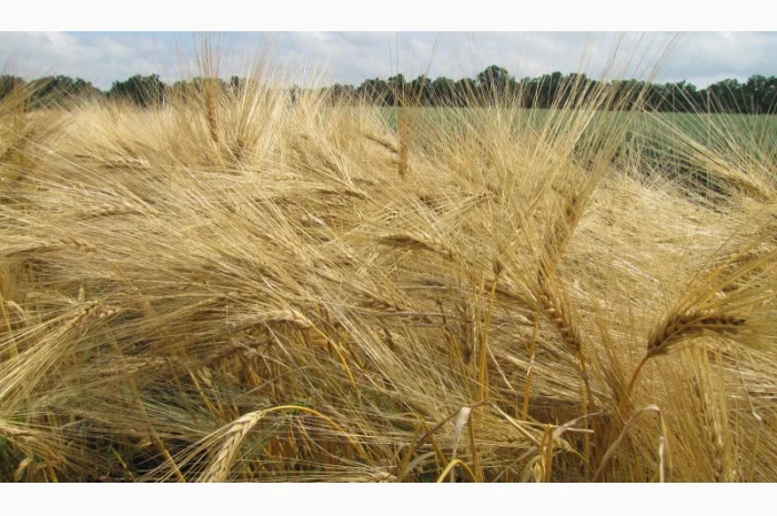 Семена озимого ячменя для продажу- фото № 1