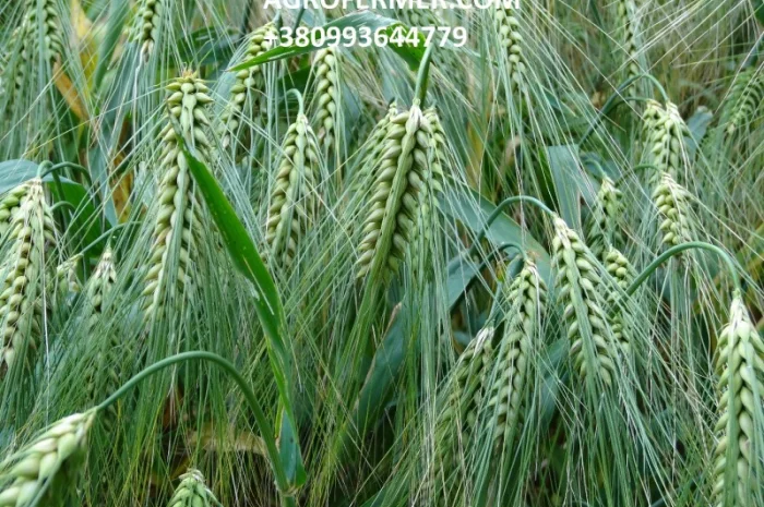 Семена ячменя ALVIN - канадський сорт з високою урожайністю- фото № 1