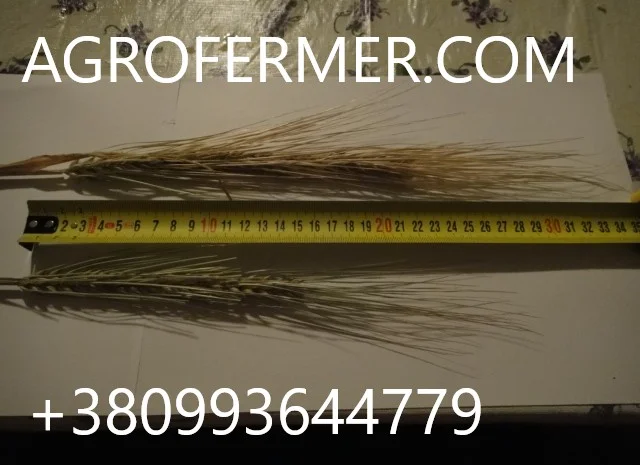 Семена озимого ячменю JEROM — канадський трансгенний сорт- фото № 1