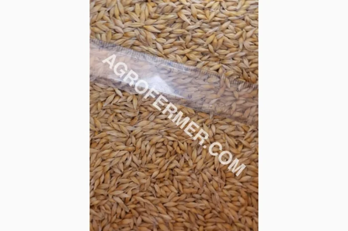 Семена ячменя ELDON для продажу- фото № 2