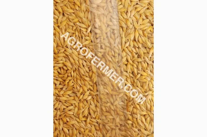 Семена ячменя ADDISON ярый канадский сорт- фото № 1