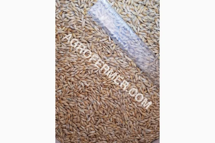 Семена ячменя ADDISON ярый канадский сорт- фото № 12