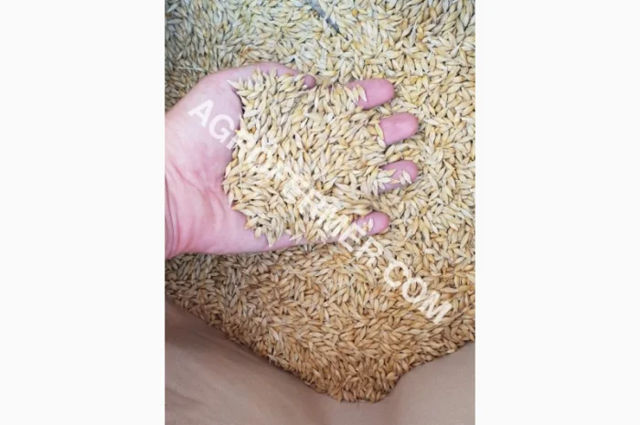 Семена ячменя ADDISON ярый канадский сорт- фото № 11