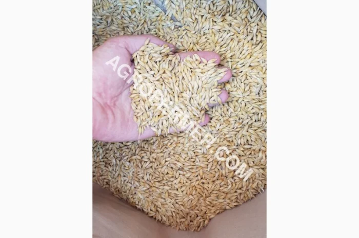 Семена ячменя ADDISON ярый канадский сорт- фото № 9