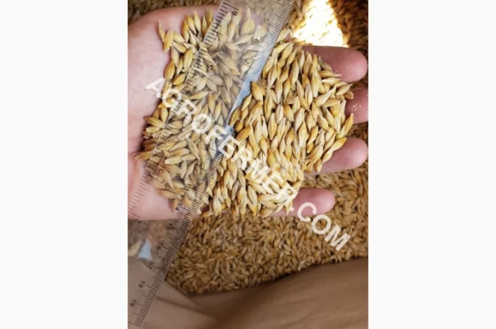 Семена ячменя ADDISON ярый канадский сорт- фото № 8