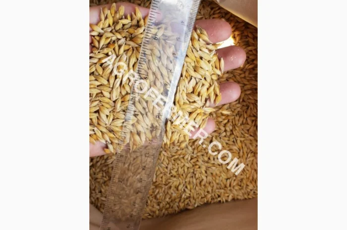 Семена ячменя ADDISON ярый канадский сорт- фото № 7