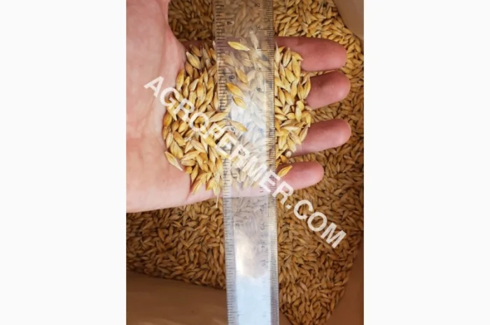 Семена ячменя ADDISON ярый канадский сорт- фото № 6